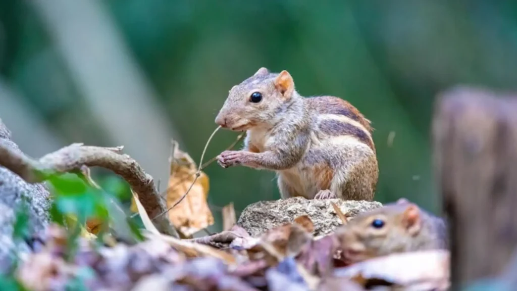 Funny Chipmunk Names