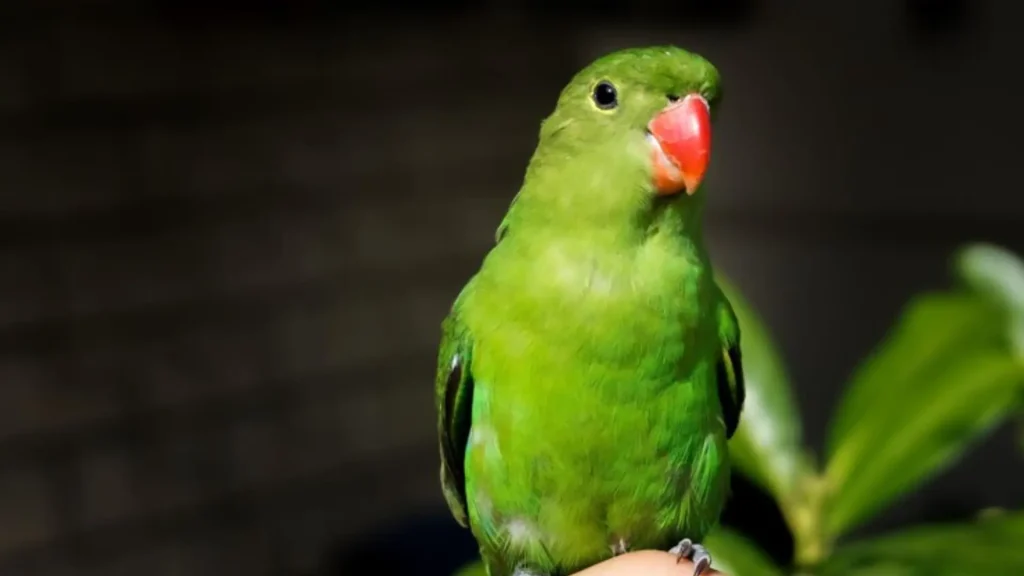 Funny Parrot Names