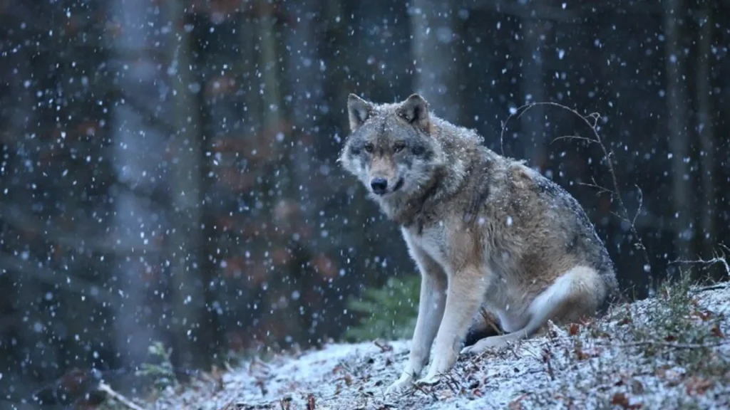 Funny Wolf Names