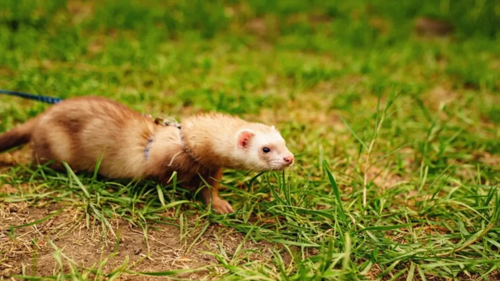 Good Ferret Names