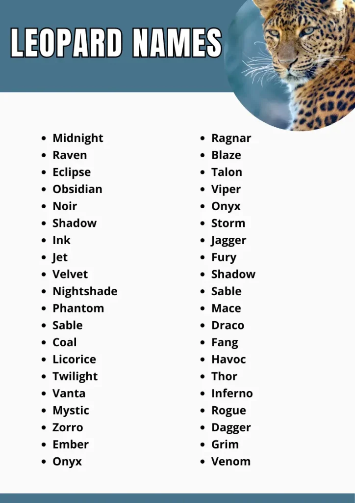 Leopard Names infograpic