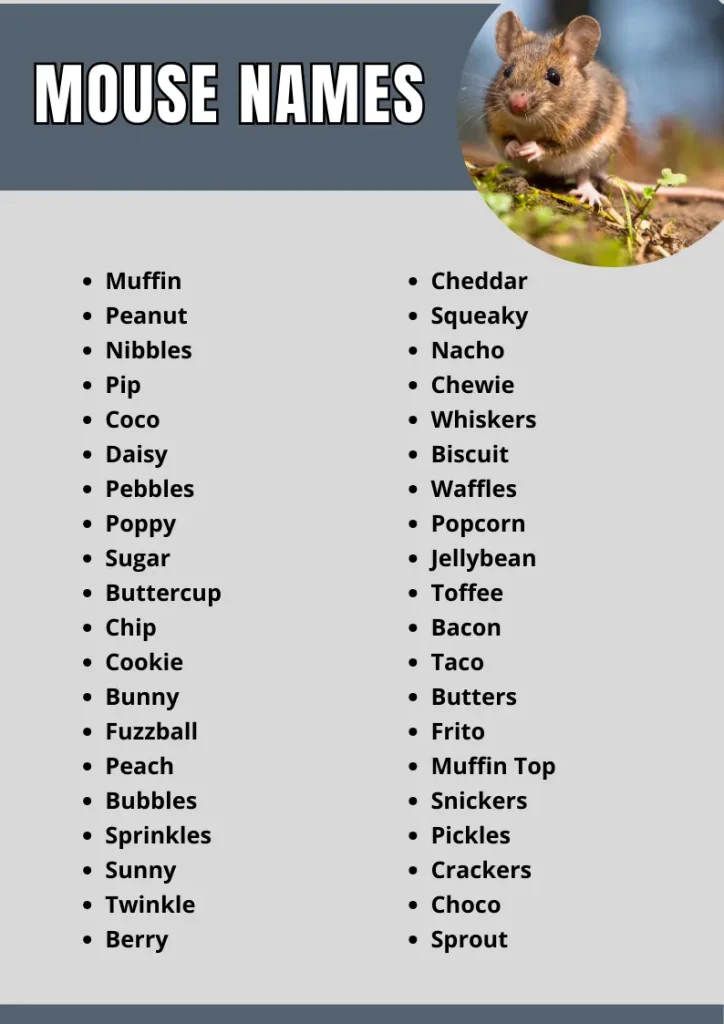 Mouse Names infographic