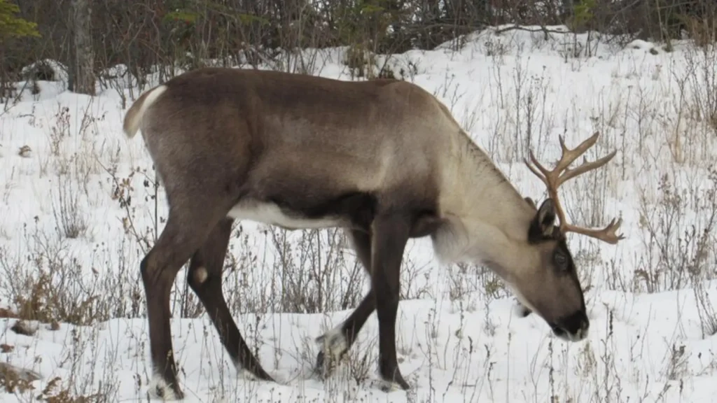 Mythical Elk Names