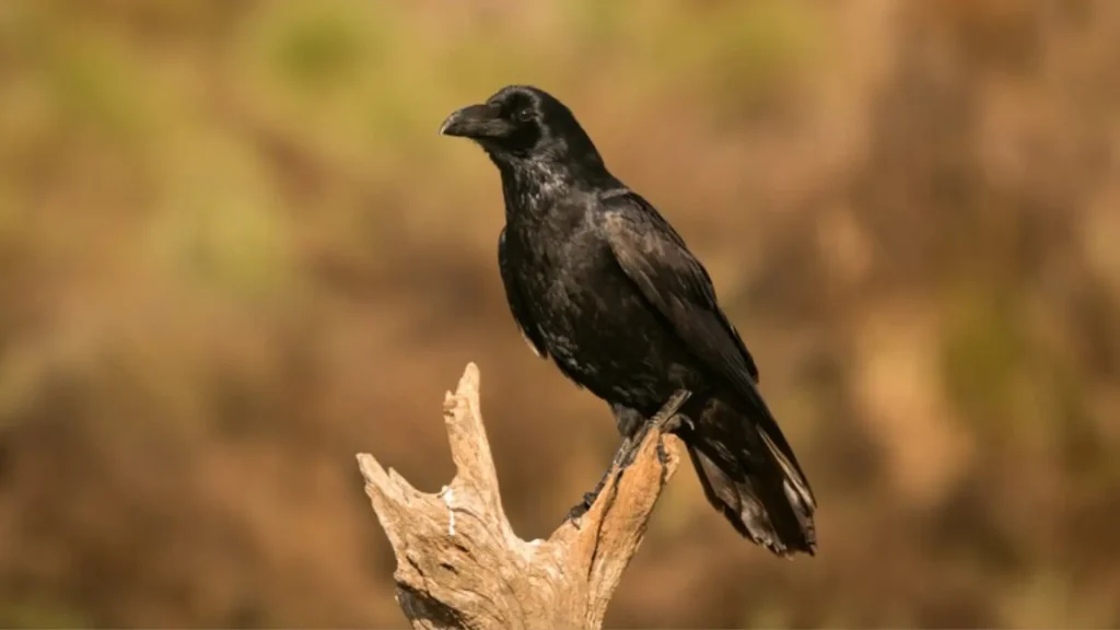 Mythical Raven Names