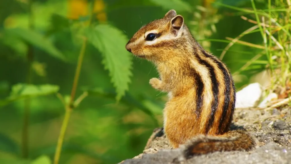 Unique Names for Chipmunk
