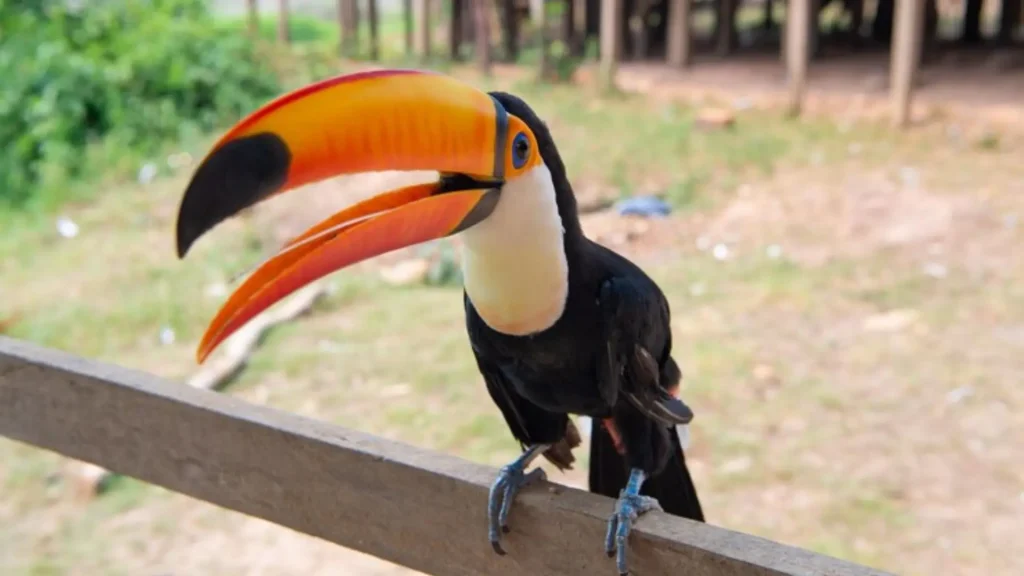 Cartoon Toucan Names 