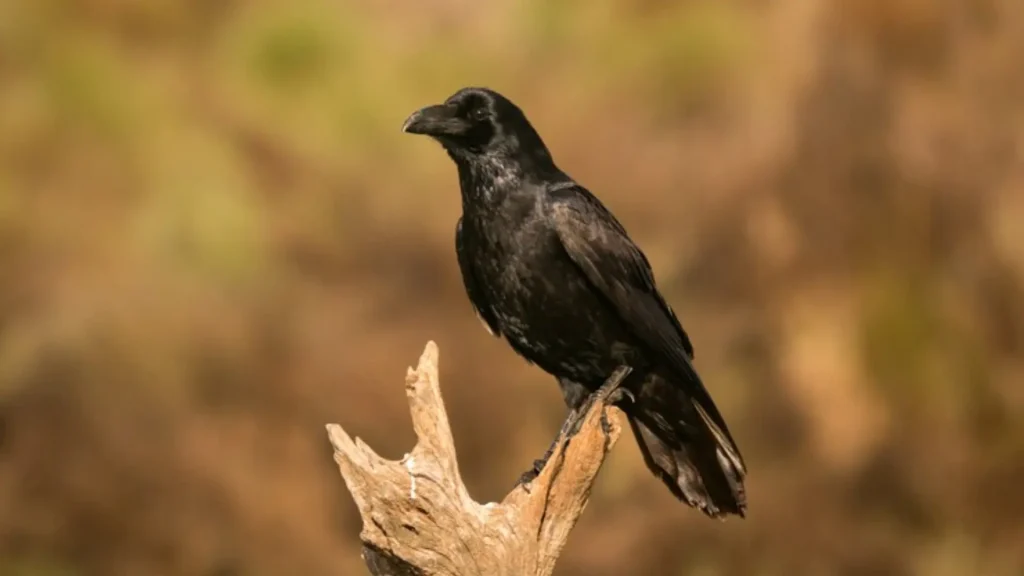 Cool Names for Crows