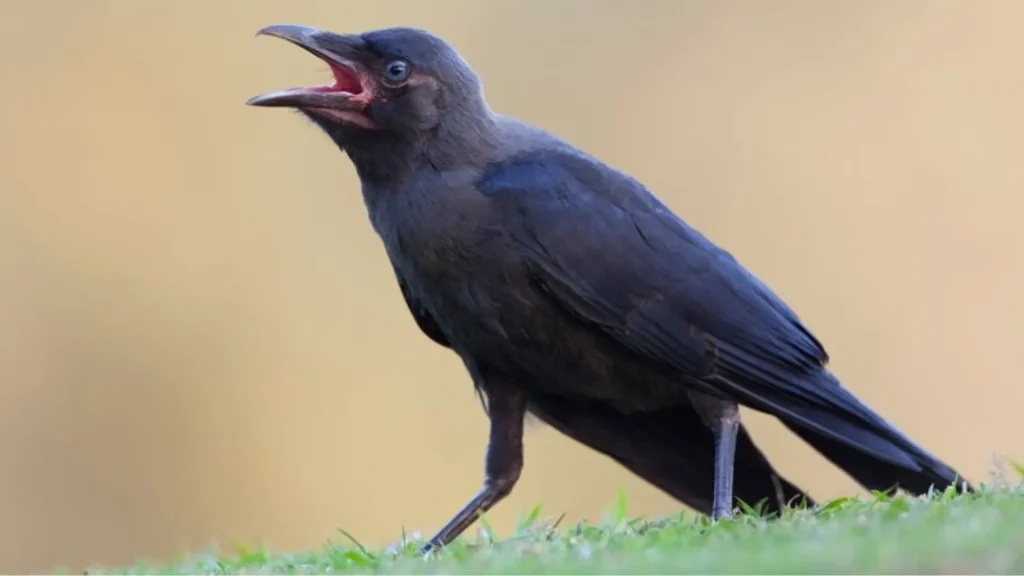 Cute Crow Names