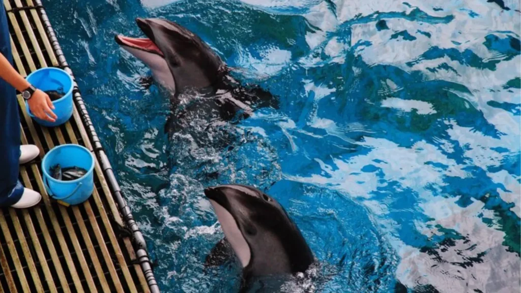 Dolphin Pet Names