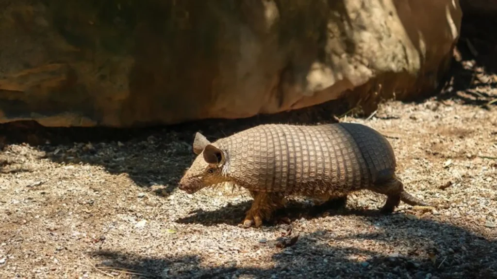 Famous Armadillo Names