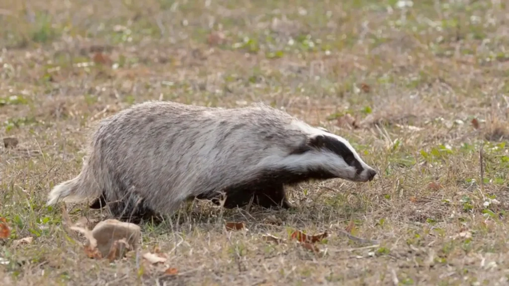 Female Badger Names