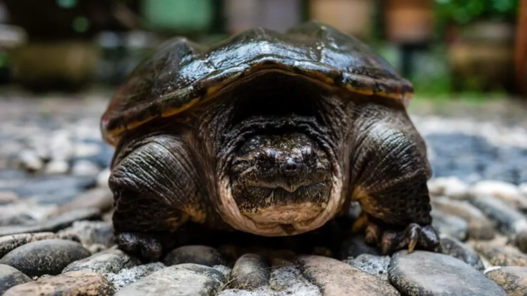 Girl Turtle Names