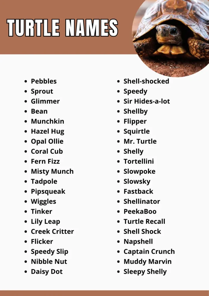 Turtle Names infograpic