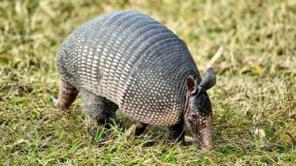 Unique Names for Armadillos