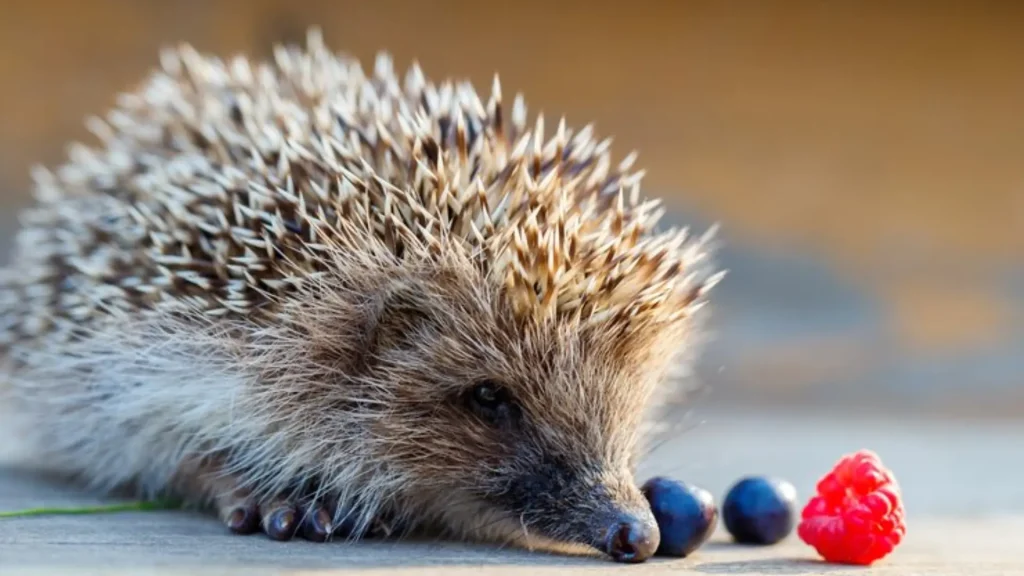Boy Hedgehog Names