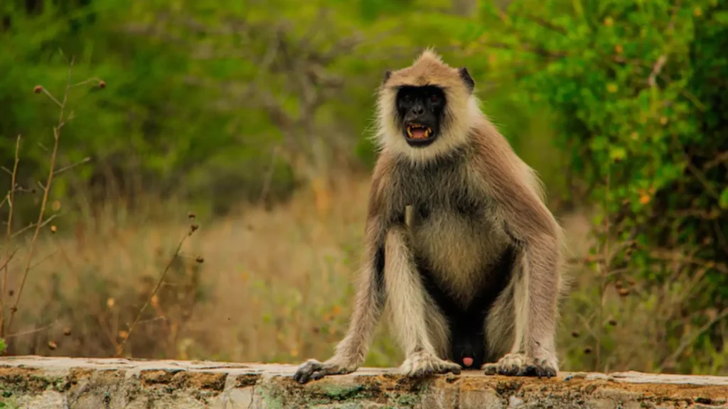 Boy Monkey Names