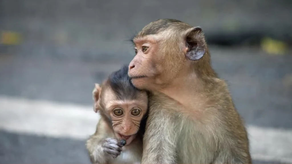 Girl Monkey Names