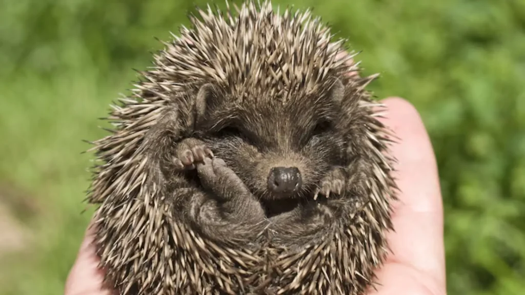 Hedgehog Names