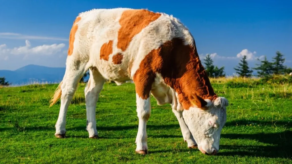 Male Cow Names