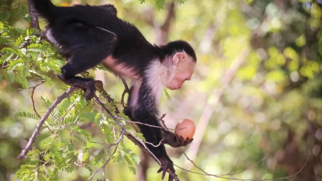 Monkey Names (With Meanings)