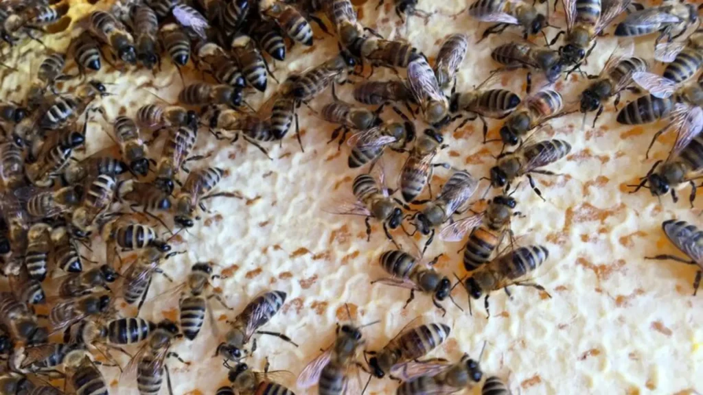 Unisex Bee Names (With Meanings)