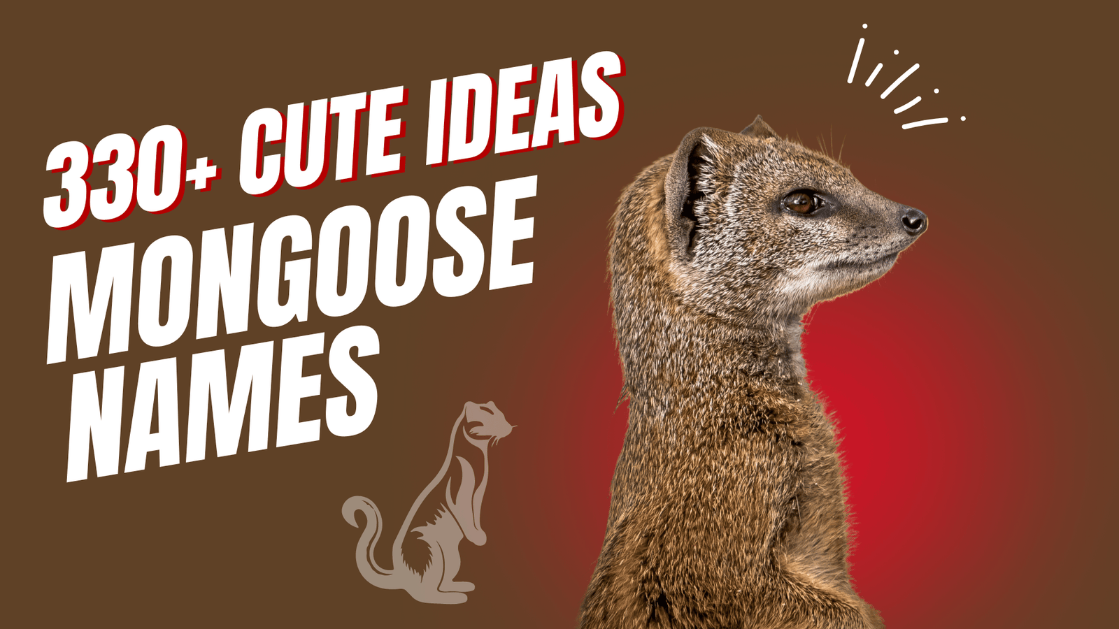 330+ Cute Ideas Mongoose Names