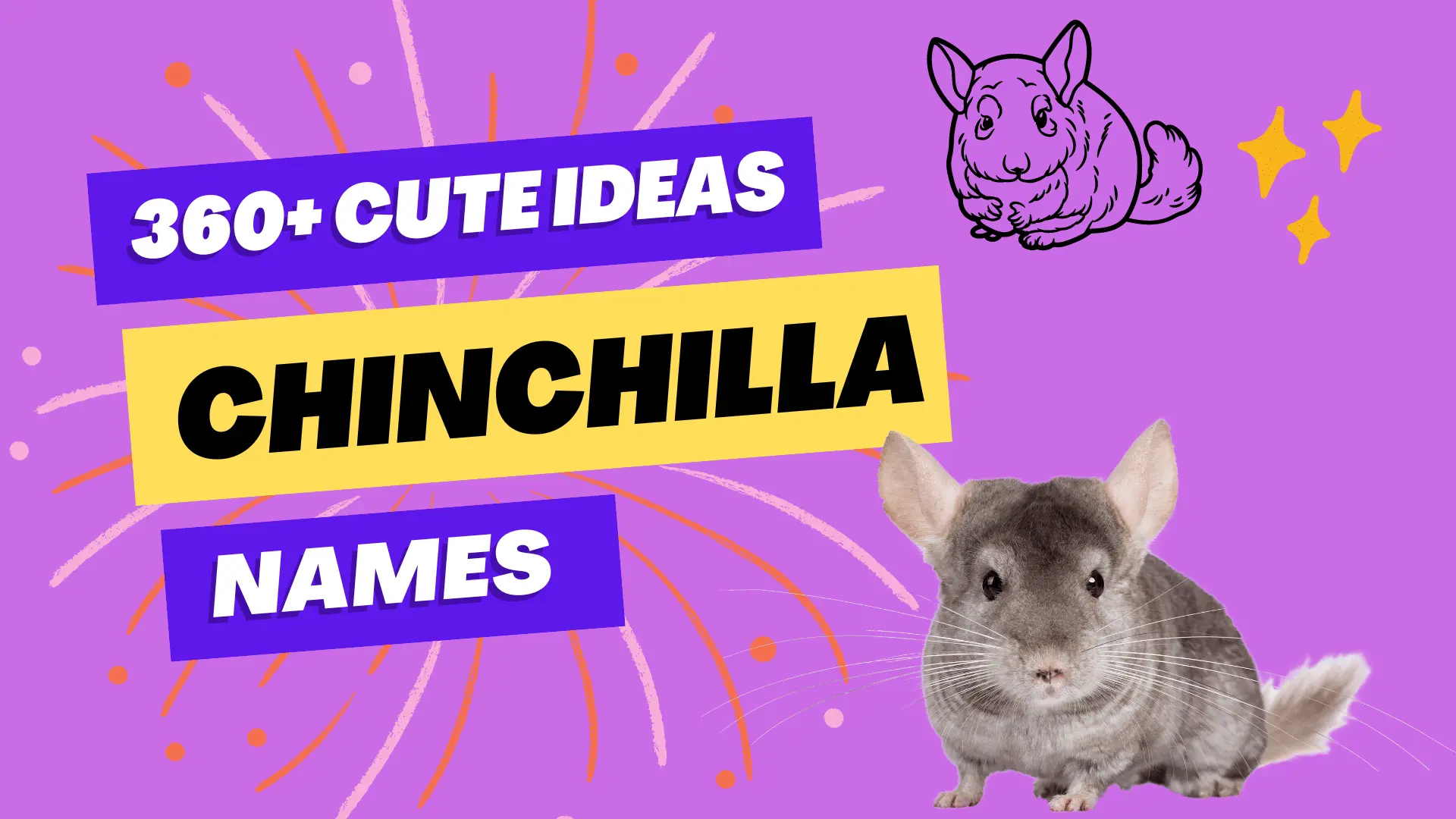 Chinchilla Names