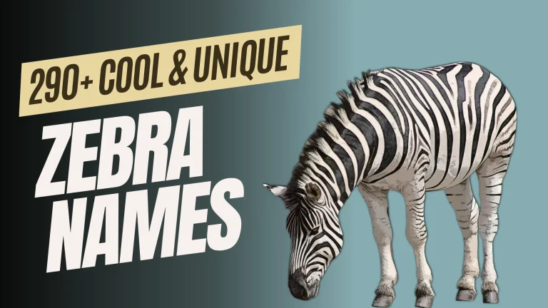 Cool & Unique Zebra Names