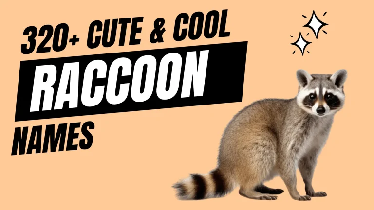 Cute & Cool Raccoon Names