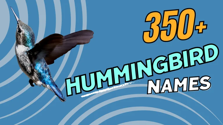 Hummingbird Names