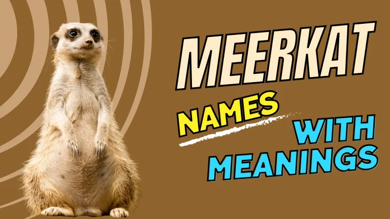Meerkat Names With Meanings