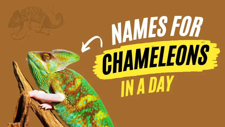 Names for Chameleons