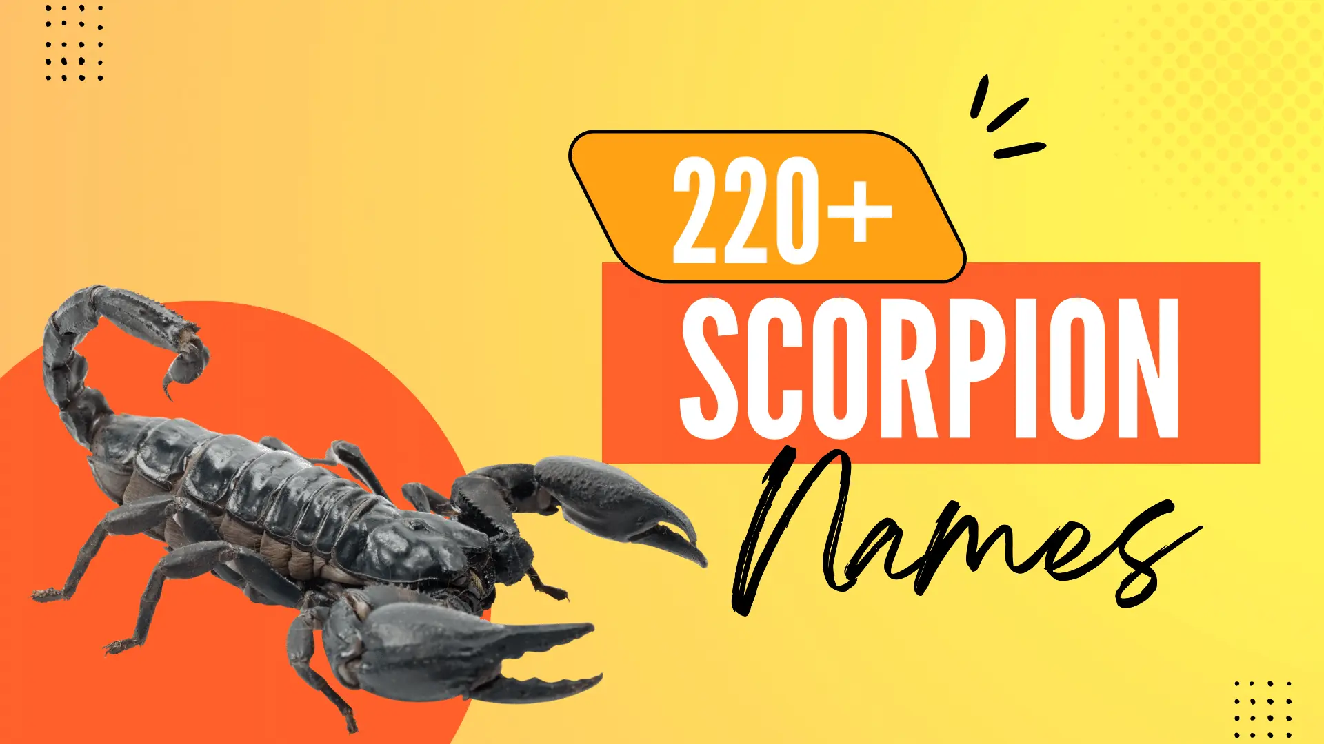Scorpion Names With Meanings
