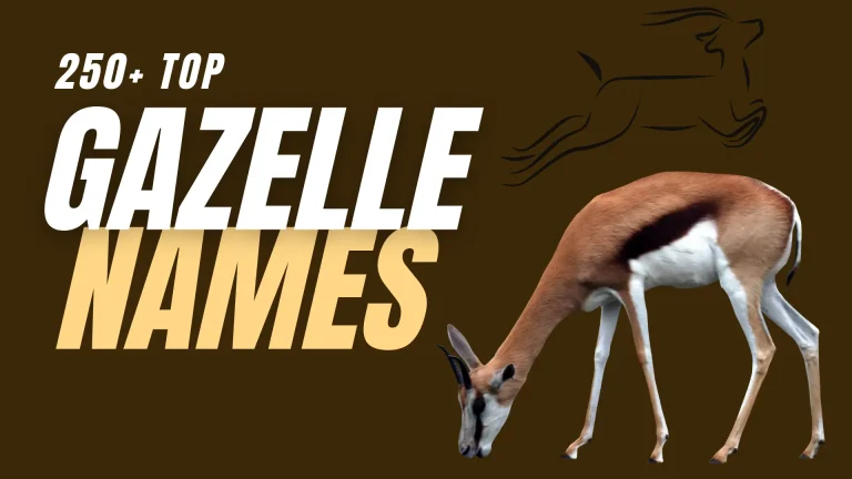 Top Gazelle Names