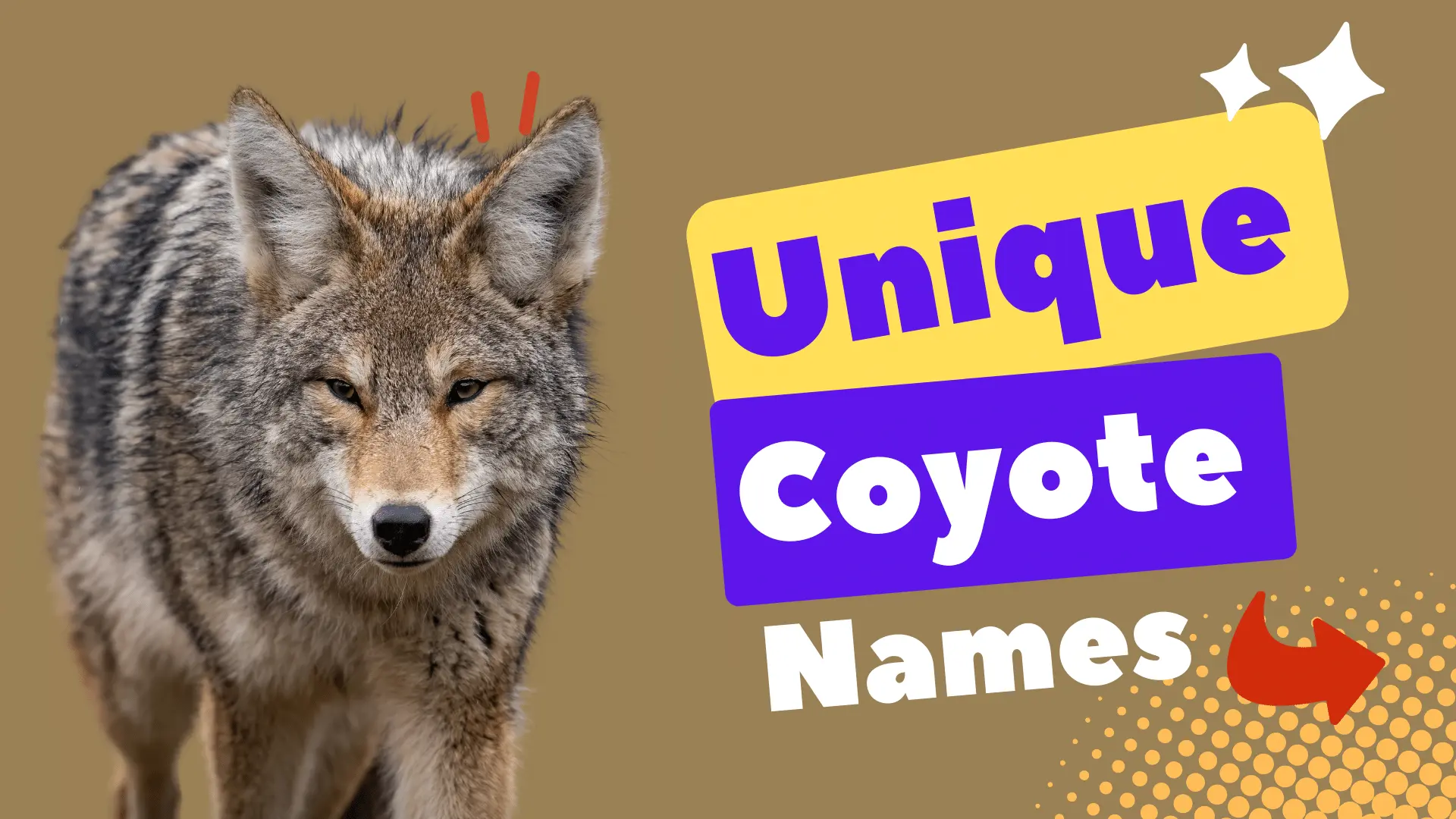 Unique Coyote Names