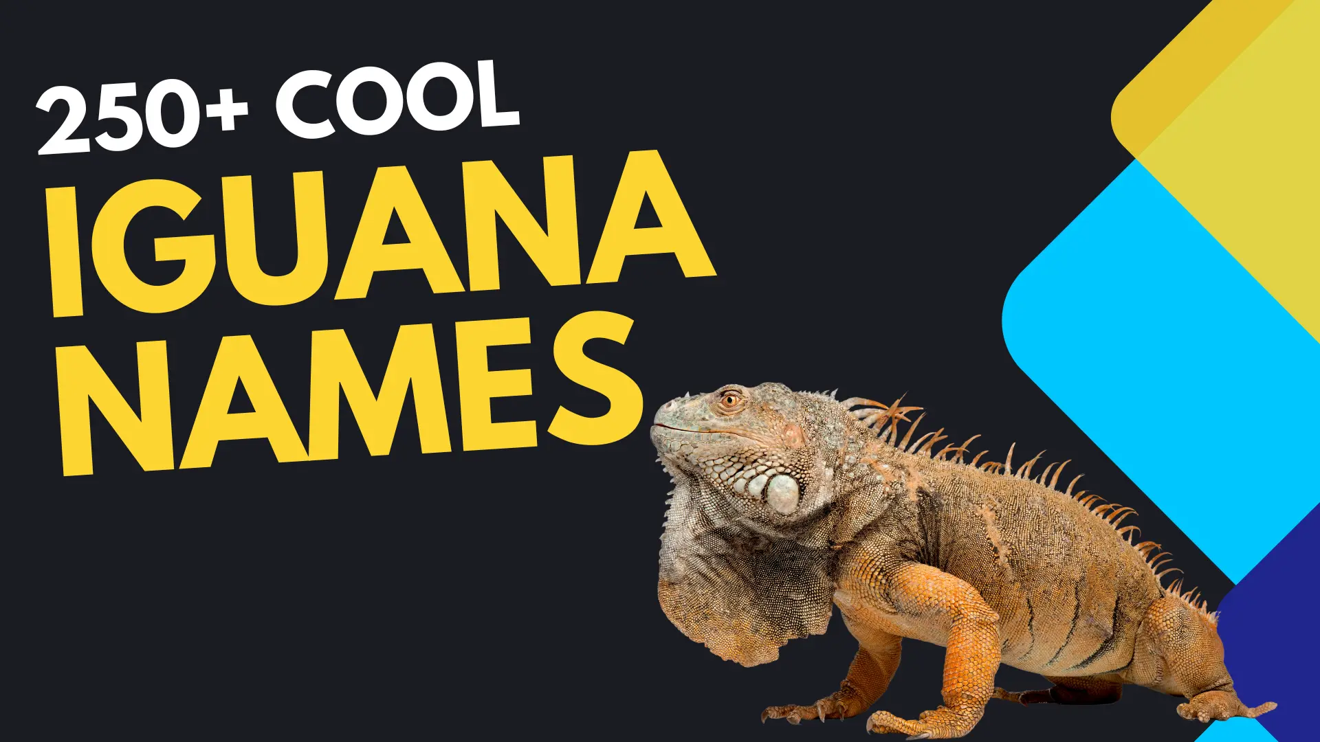 Cool Iguana Names