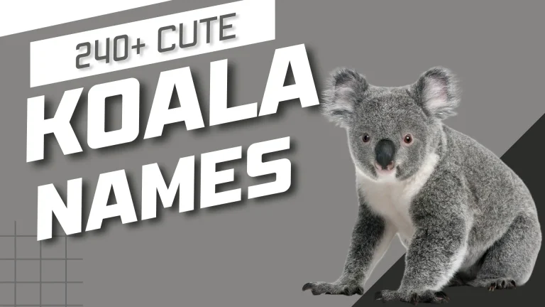 Cute Koala Names