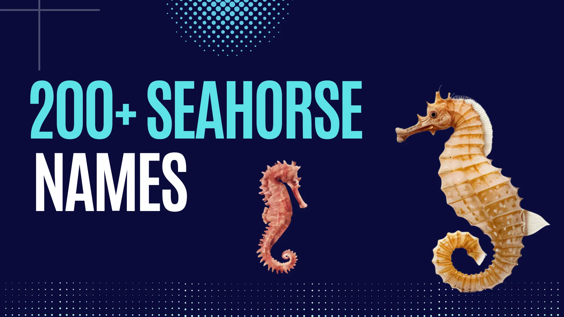 Seahorse Names