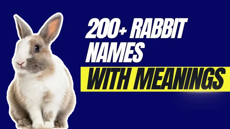 200+ Rabbit Names with meanings