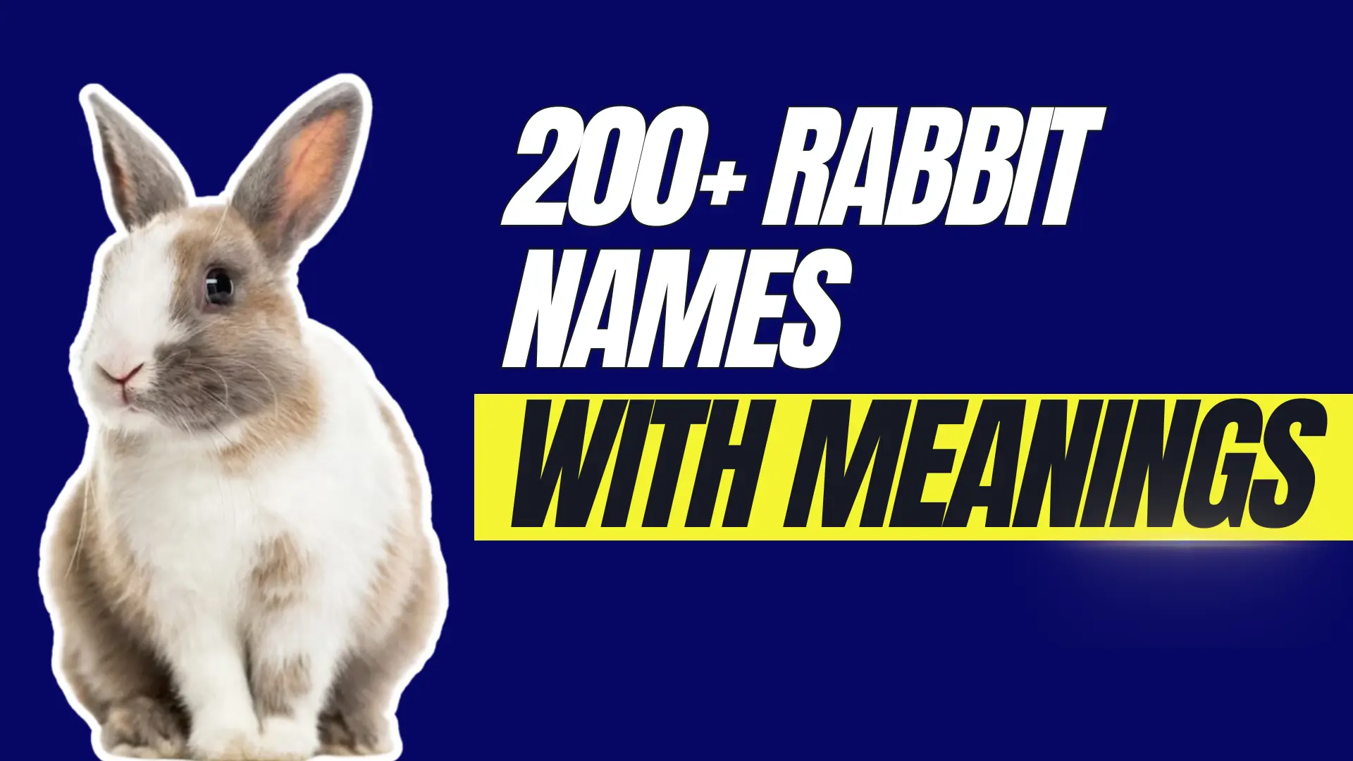 200+ Rabbit Names with meanings