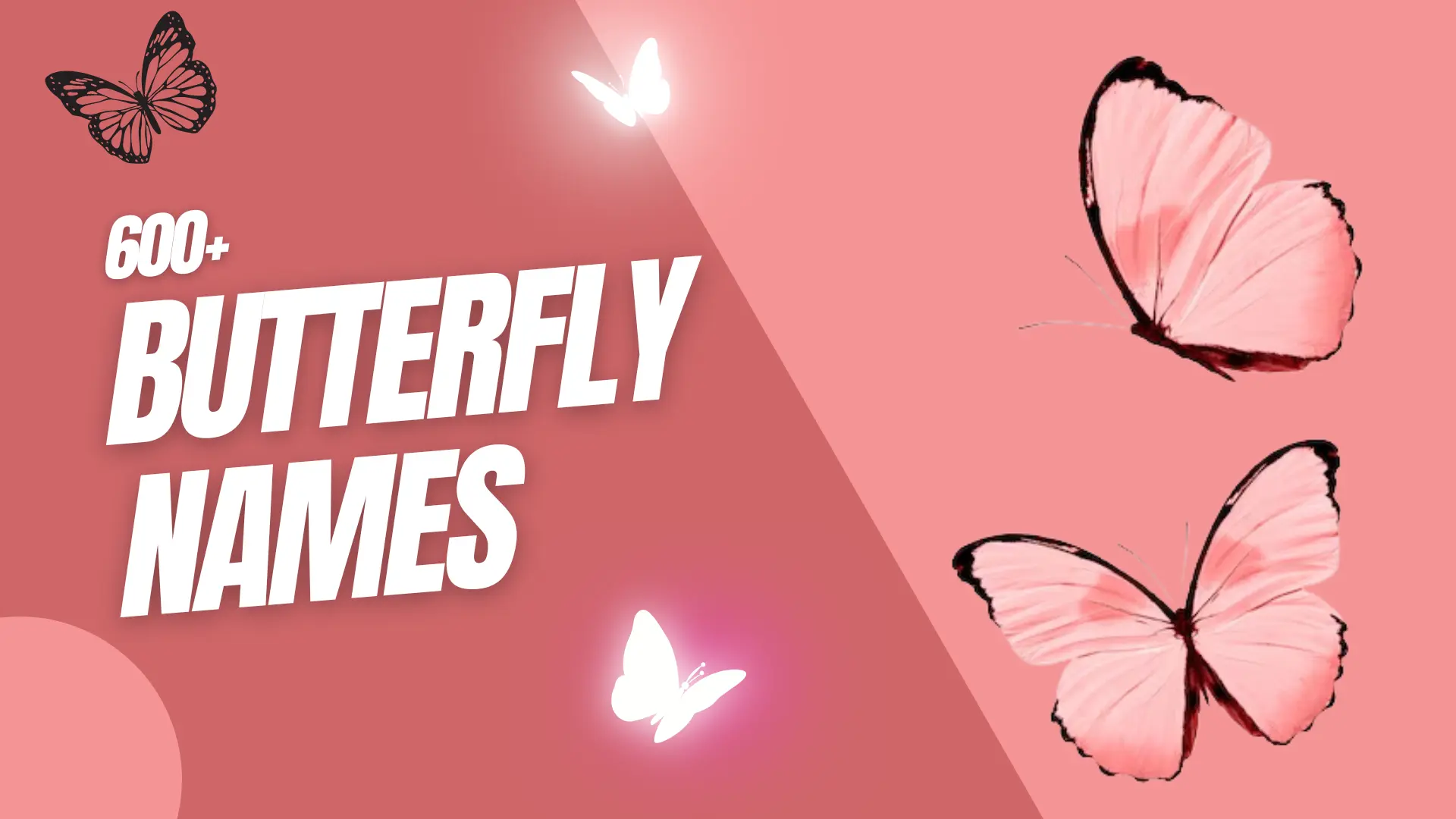 Butterfly Names