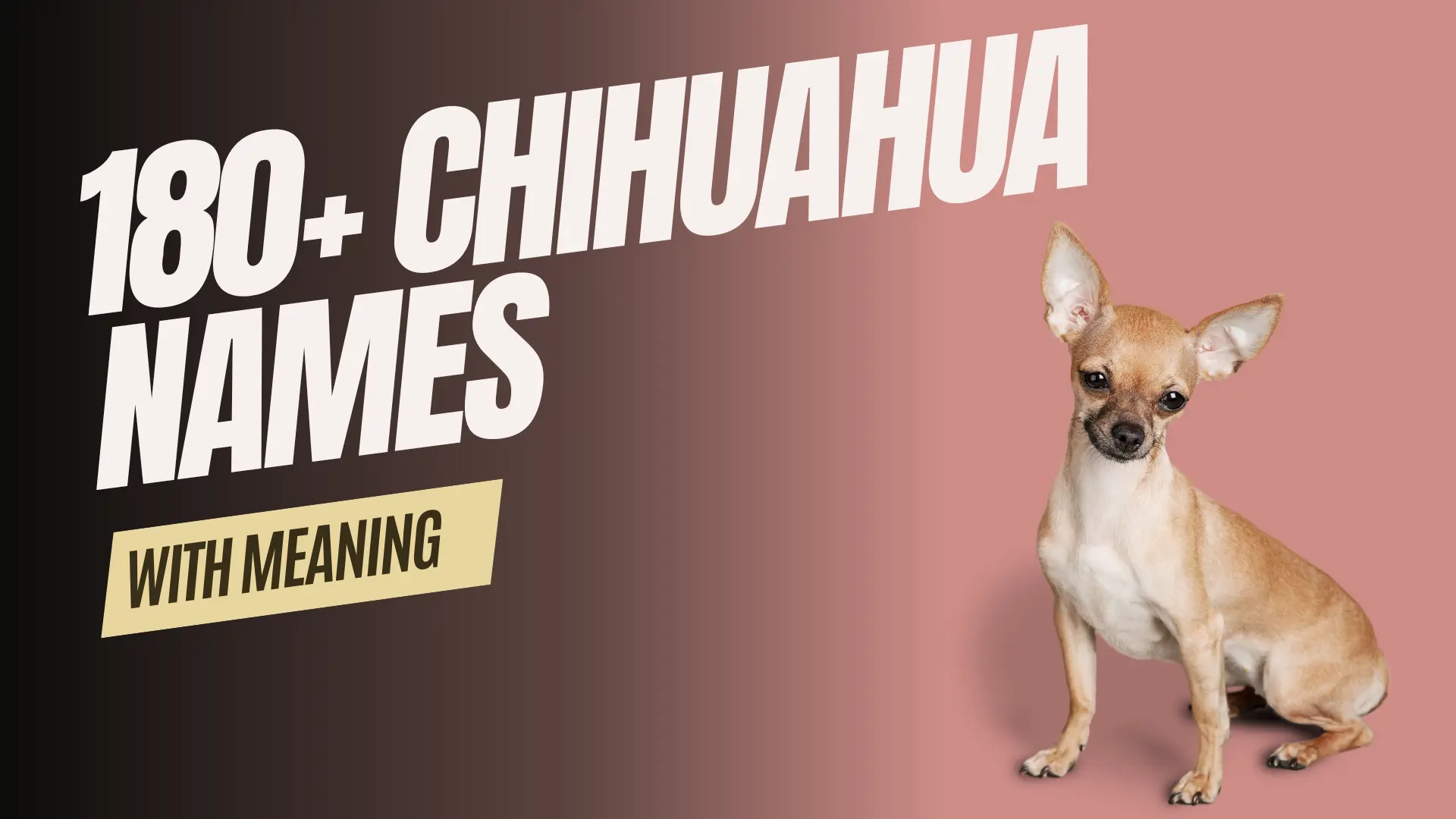 Chihuahua Names with meaning