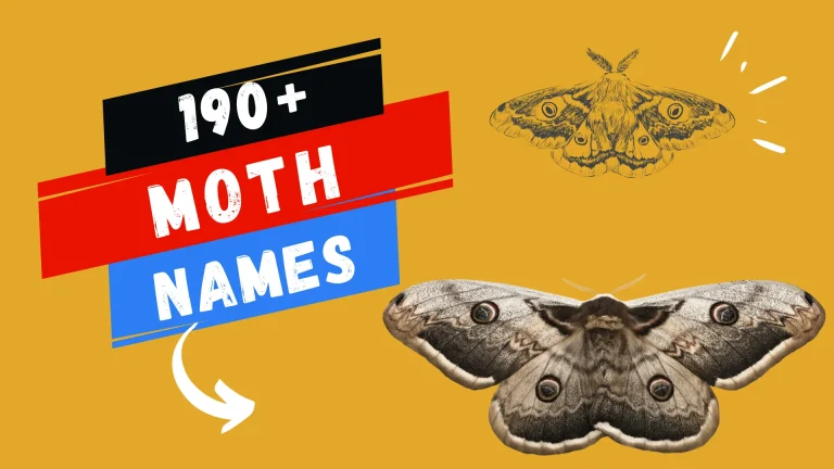 Moth Names with Meanings