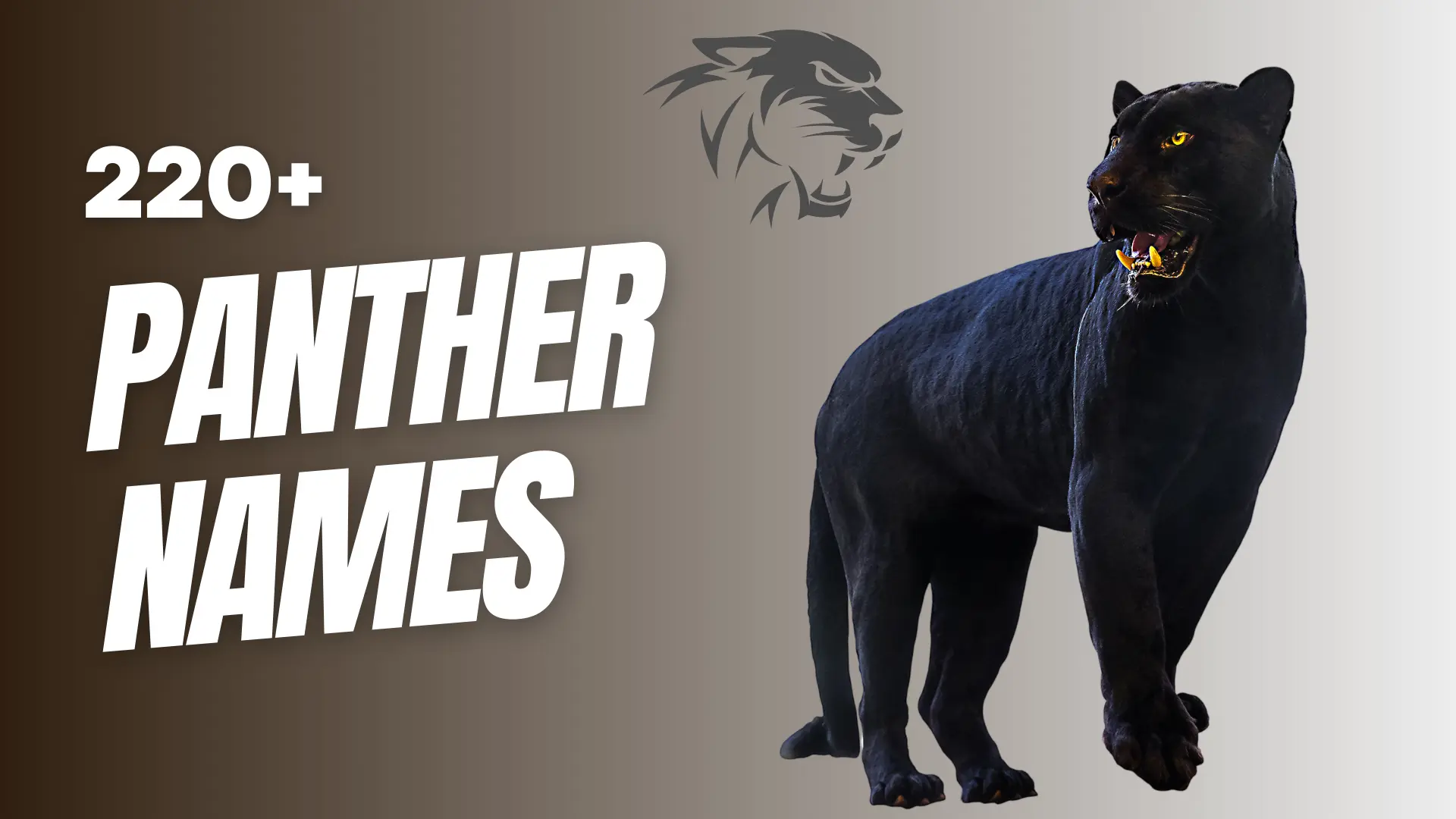 Panther Names With Meaning (+Generator)