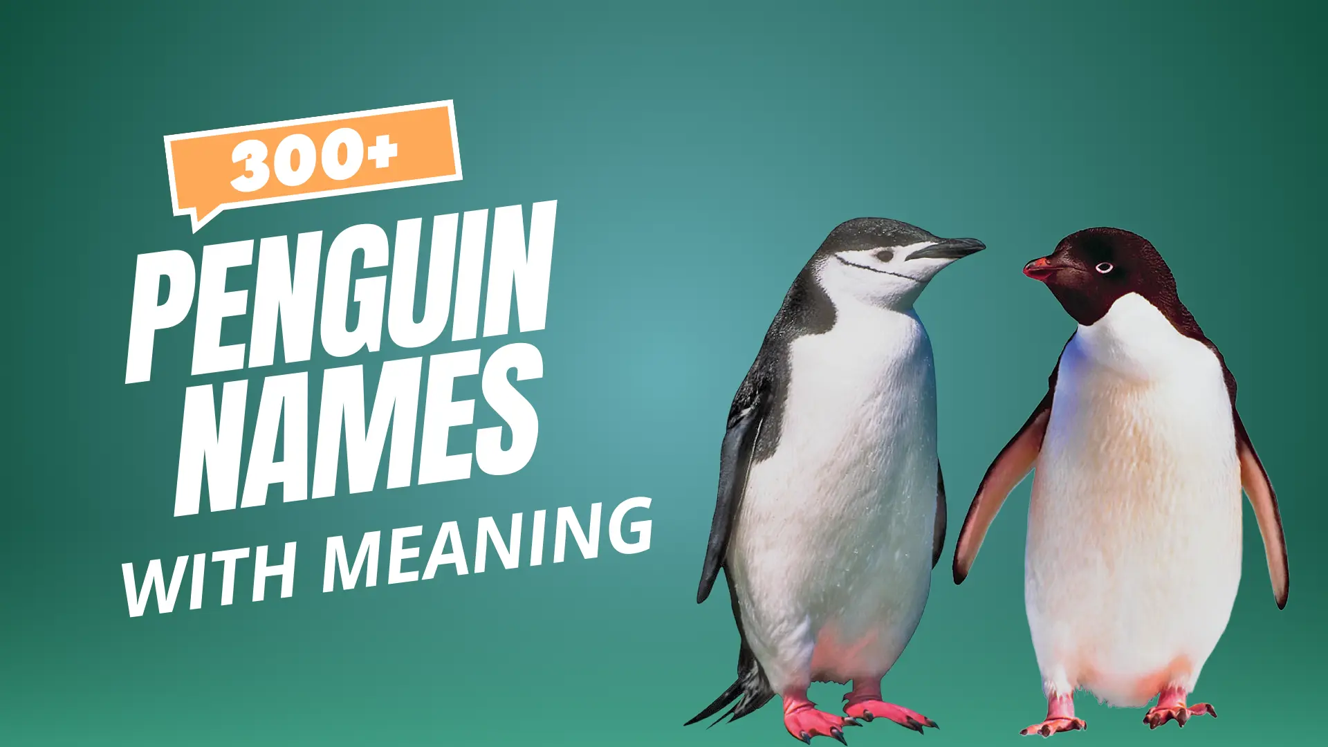 Penguin Names