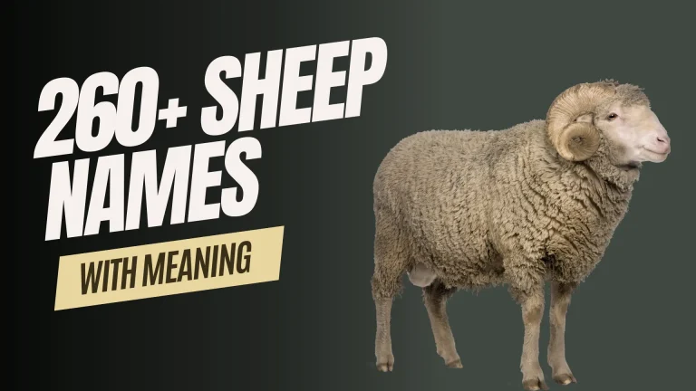 260+ Sheep Names with Meaning + AI Generator
