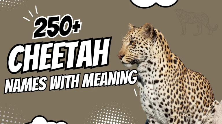 Cheetah Names with Meaning