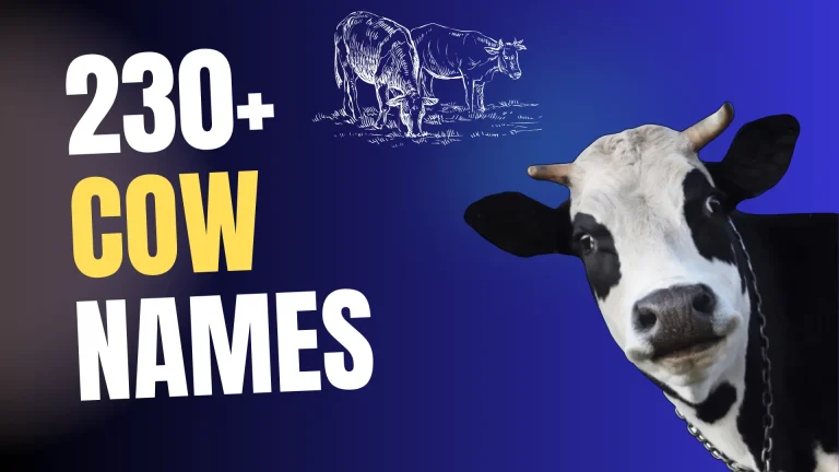 Cow Names