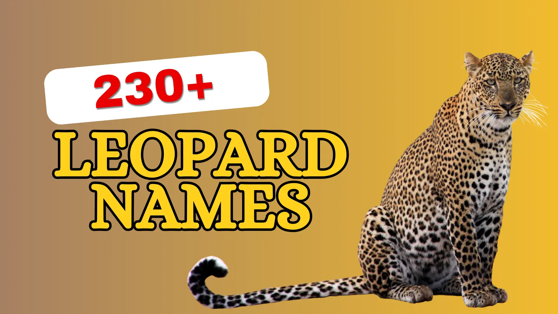 Leopard Names