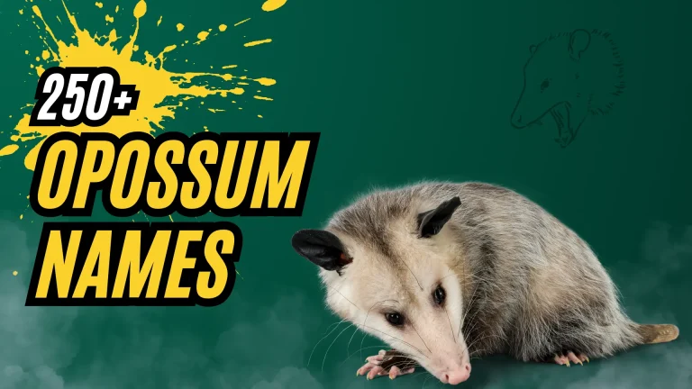 Opossum names